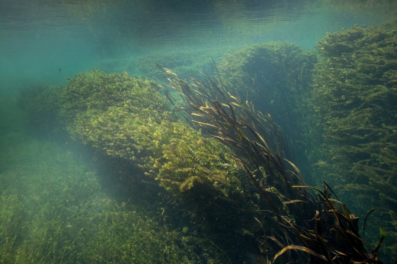 Dense submerged hydrilla growing in the clear water of the Wacissa River
